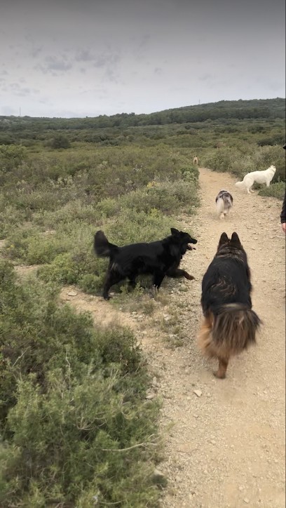 Dog's Home. Pension Garde De Chien. Education, Pension pour Chiens à Mireval