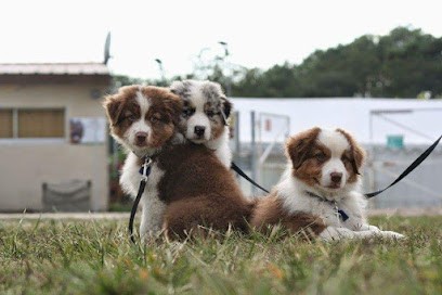 Élevage de Bergers Australiens Soleil de la Côte d'Argent, Eleveur de Chiens à Saint-Laurent-Médoc