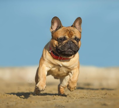 Domaine des Bastidiens Elevage Bouledogue Français, Eleveur de Chiens à Castelsarrasin