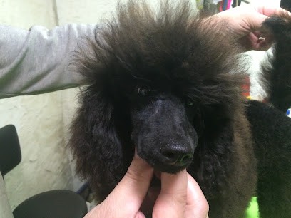 Les Cerbois de la Cheneveyre, Eleveur de Chiens à La Chapelle-Thècle