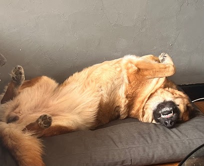 Laura éducation, Dresseur de Chiens à Tulle