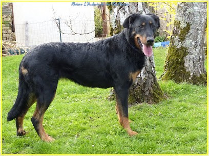 EARL élevage Du Parc De Montmacon Et Du Royaume D'Elsa, Eleveur de Chiens à Surfonds