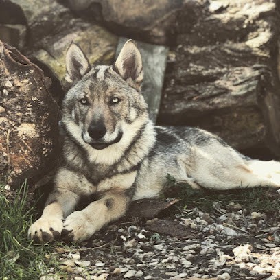 Le domaine de fenrir, Eleveur de Chiens à Beauchery-Saint-Martin