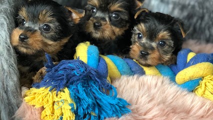 Domaine Des Petits Bouchons, Eleveur de Chiens à Saint-Ouen