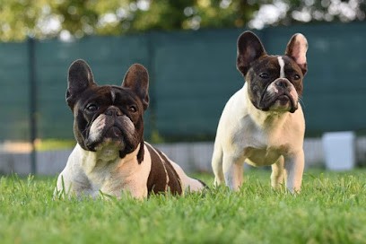 Élevage de l'Or Noir de Paris, Eleveur de Chiens à Champcenest