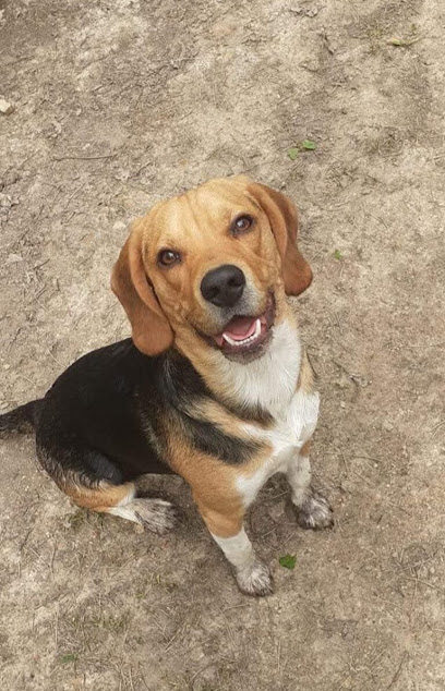 Canidog - Educateur Canin Dresseur De Chiens à Sablons sur Huisne