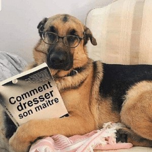 Educatrice Canin, Dresseur de Chiens à Lesparre-Médoc