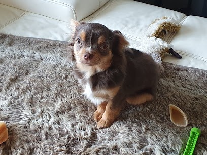 Elevage du Clos de la Thyvollieres, Eleveur de Chiens à L'Épine-aux-Bois