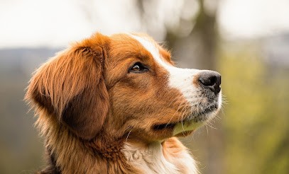 STEPHANIE HOUSSAIS - Educateur Canin Et Comportementaliste Canin, Promenade De Chien, Garde De Chien, Boutique, Loisirs Canin, Dresseur de Chiens à Trie-Château