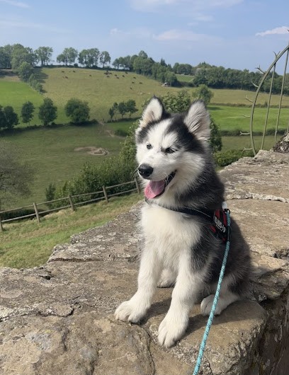 Elevage de Samsky, Eleveur de Chiens à Sarran