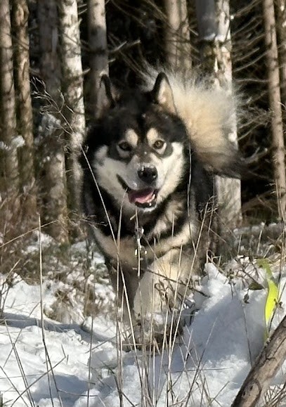 Elevage Alaskan Malamute Of Lapland Polarlights, Eleveur de Chiens à Saint-Stail