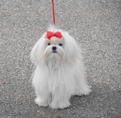 Élevage de la dame d'haute-savoie, Eleveur de Chiens à Reignier-Ésery