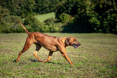 Ferme De La Pessoutie, Eleveur de Chiens à Fouleix