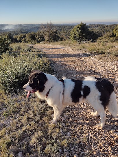 Educ'ad hoc & Cie à domicile, Dresseur de Chiens à Saint-Igny-de-Vers