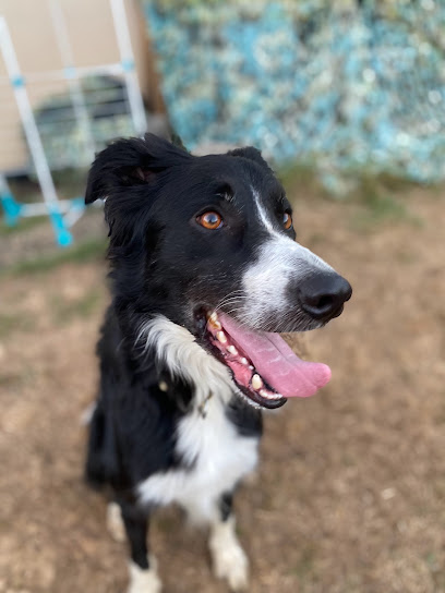 Taï'chien, Educateur Canin Et Comportementaliste, Dresseur De Chiens à Lay-Saint-Christophe