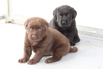 Labradors De Pont-Barreau Éleveur De Chiens à Vertheuil