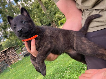 Family K9, Éleveur De Chiens à Bosmont-sur-Serre