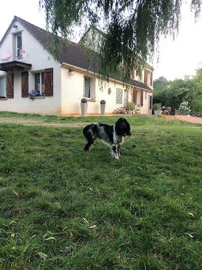 Papatacademy, Pension pour Chiens à Flins-sur-Seine