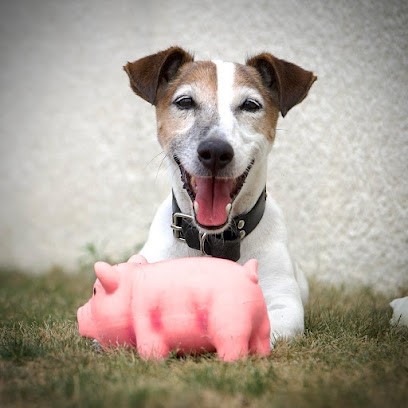 Loy Patrick l'antre des jacks, Eleveur de Chiens à Saint-Marcel-de-Félines