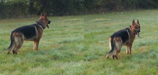 Centre Canin De La Plaine, Dresseur de Chiens à Labastide-Saint-Georges