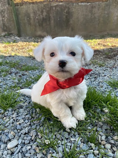 D&D, Eleveur de Chiens à Maen Roch