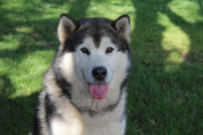 Of Legends Inupiak Alaskan Malamute, Eleveur de Chiens à Rupt-sur-Moselle