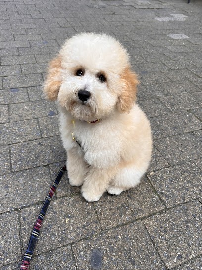 Elevage De L'Agora, Eleveur de Chiens à Ruffiac