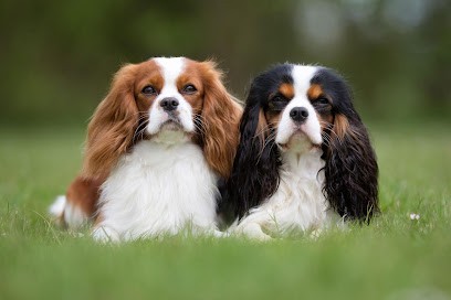 ÉLEVAGE LES CAVALIERS KING CHARLES DES SOURCES DU BAILLONS, Eleveur de Chiens à Enquin-sur-Baillons