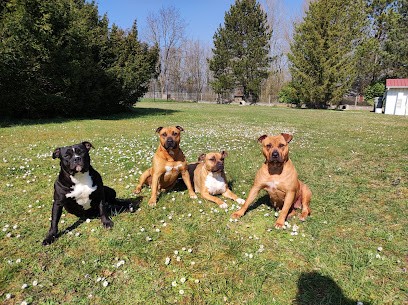 Elevage Des Gardiens De Hyena, Eleveur de Chiens à Neufchâteau