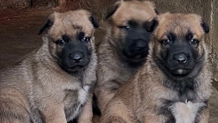 Les Loups du Ranch, Eleveur de Chiens à Verrières-en-Anjou