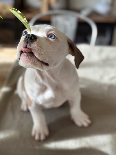 Sacré Bully, Éleveur De Chiens à Ermenonville