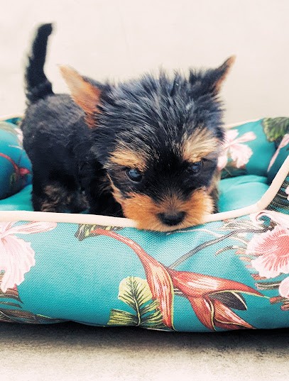 La Villa de l'Escaut - Élevage familial de Yorkshire Terrier, Eleveur de Chiens à Iwuy