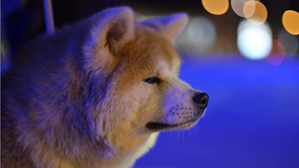 Elevage canin - akita inu - la montagne du grand est, Eleveur de Chiens à Val de Livre