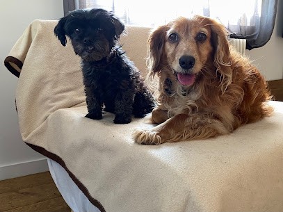 E'pattes et moi, Pension pour Chiens à Vélines