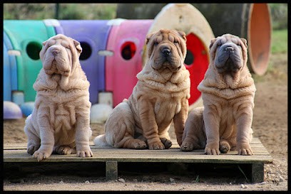 Élevage de Shar-peï du Nuorilang, Eleveur de Chiens à Flacey-en-Bresse