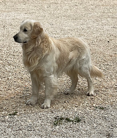 Le Clos De Levanna Éleveur De Chiens à Tarascon