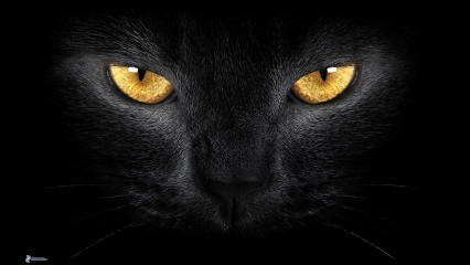 La Pension PQM, Pension pour Chiens à Marseille 15