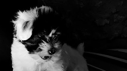 Domaine Du Vieux Four, Eleveur de Chiens à Villedômain