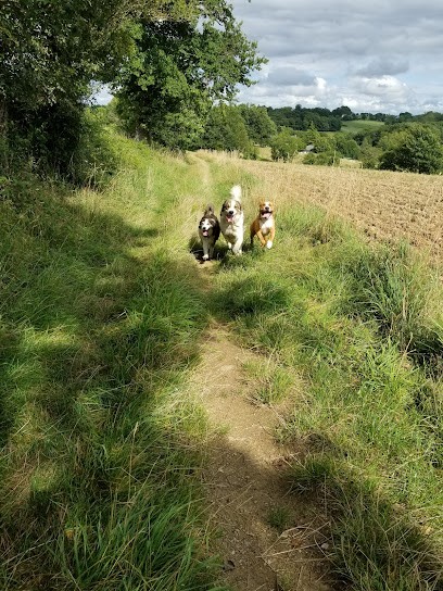 Timmy's La Maison des Boules de Poils, Pension pour Chiens à Villefranche-de-Rouergue