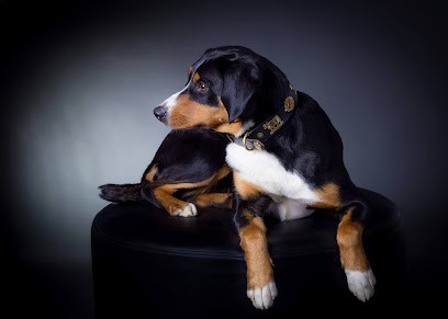 Le Drakkar d'Odin, Eleveur de Chiens à Joué-du-Bois