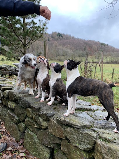 Elevage canin du Désir de Trust, Eleveur de Chiens à Peyruis