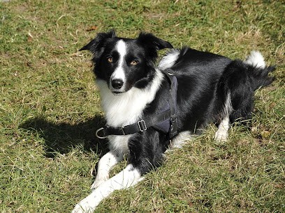 L'élevage de l'île enchantée, Eleveur de Chiens à Fleury-sur-Orne