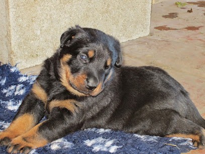 Les Fidèles Complices, Pension pour Chiens à Viriat