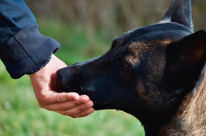 Au Cas Par Cas - Éducateur Canin, Dresseur de Chiens à Saint-Hippolyte