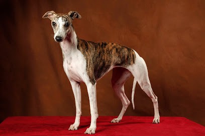 Les Whippets du Domaine des Chojnacki, Eleveur de Chiens au Mayet-d'École