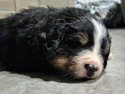 Les Boubous d'Ana & Frank - Domaine de Laquérie - Bouvier bernois, Eleveur de Chiens à Cognat-Lyonne