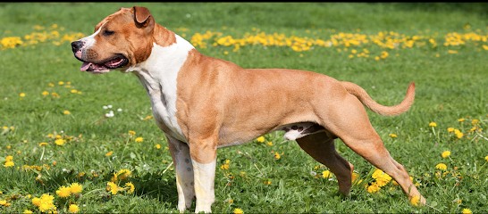 Elevage AMERICAN STAFF ET PENSION CANINE, Eleveur de Chiens à Saint-Sauveur