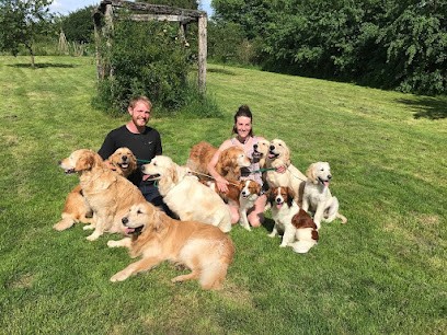 Hareswith Golden Retrievers, Eleveur de Chiens à Folles