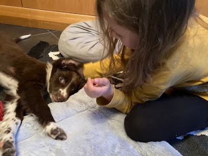 Un Petit Coup De Patte, Dresseur de Chiens à Nort-sur-Erdre