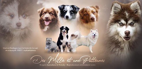 Élevage et Pension des Mille et une Pattounes, Eleveur de Chiens à Saint-Julien-de-Lampon